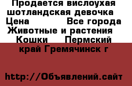 Продается вислоухая шотландская девочка › Цена ­ 8 500 - Все города Животные и растения » Кошки   . Пермский край,Гремячинск г.